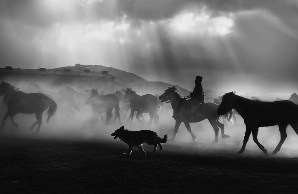 Horses Dust Light by Emine Basa — canvas wall art