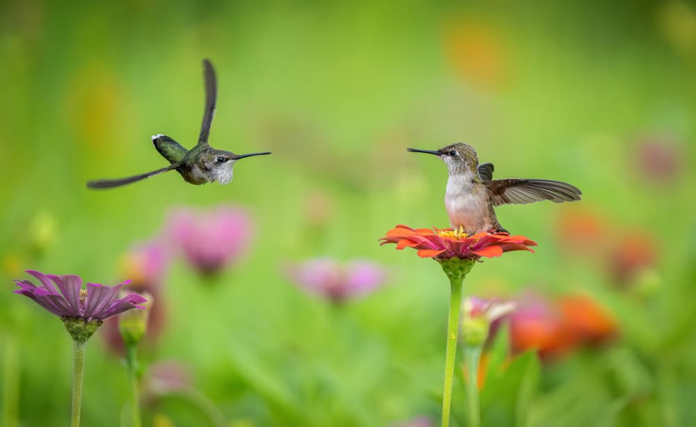 Hummingbird Garden Encounter by Ling Jiang — canvas wall art