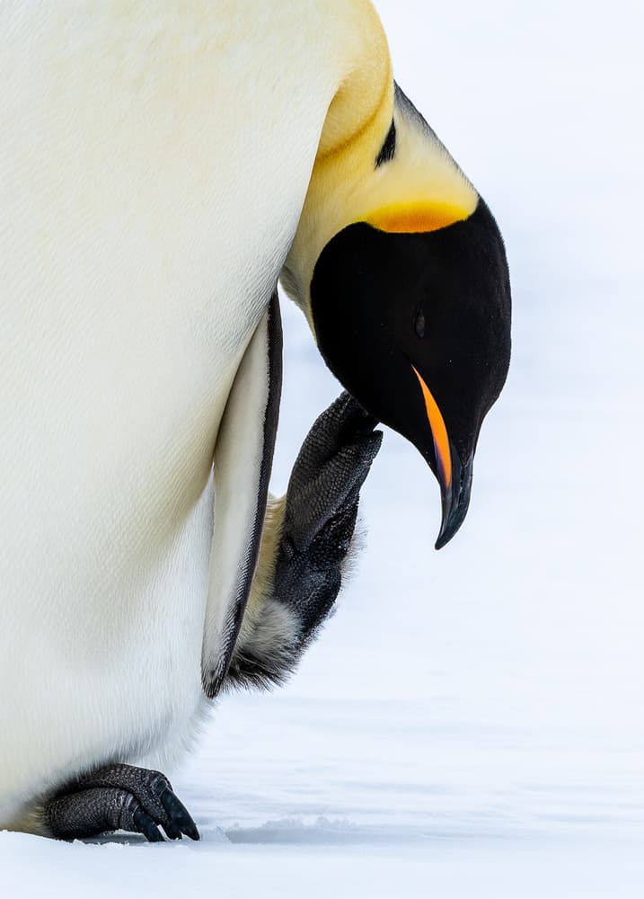 Emperor Penguin Preening by Liwen Tao — canvas wall art