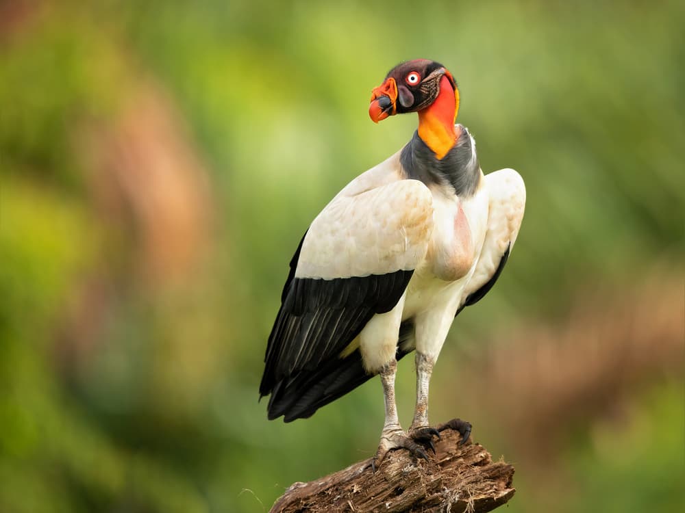 Majestic King Vulture by Milan Zygmunt — canvas wall art