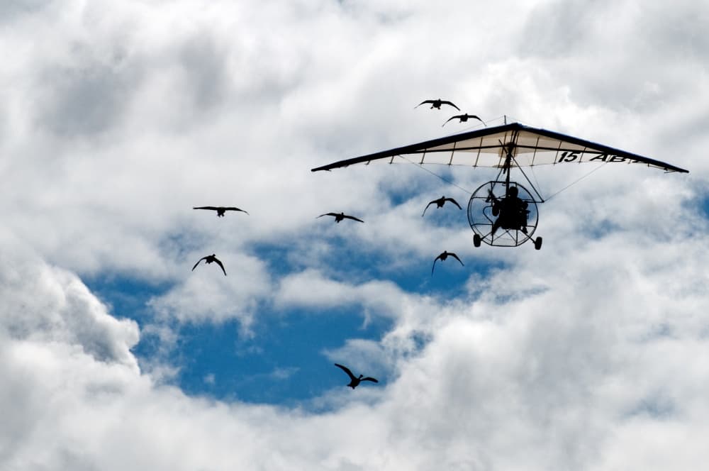 Ultralight Bird Flight by Christian Roustan (Kikroune) — canvas wall art