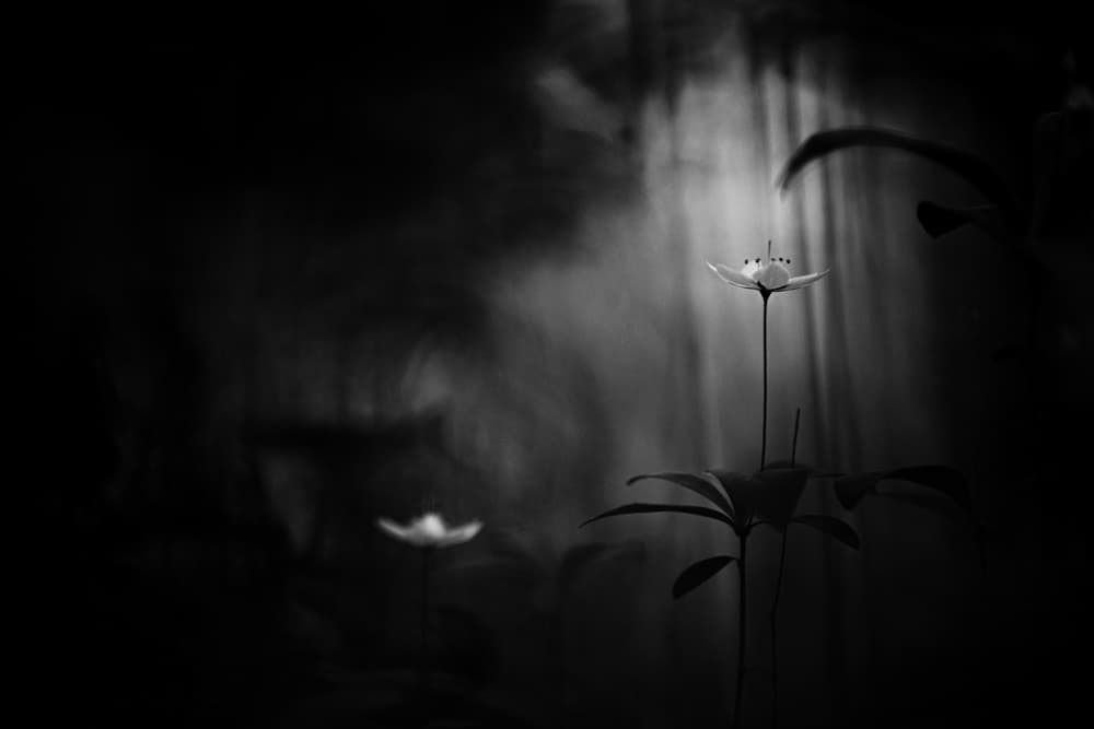Ethereal Forest Bloom by Mika Suutari — canvas wall art