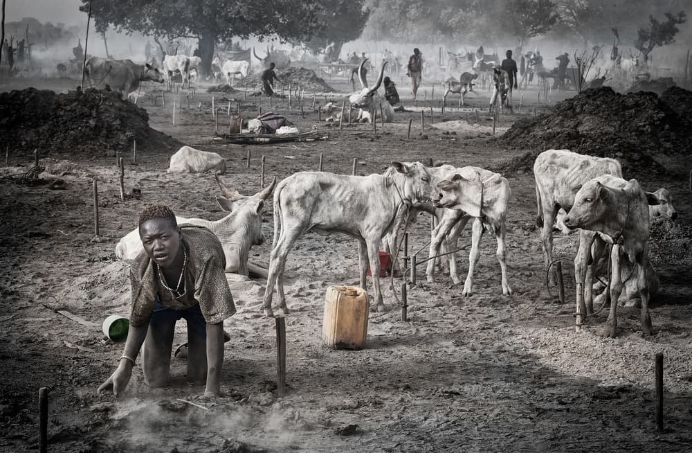 African Village Cattle by Joxe Inazio Kuesta Garmendia — canvas wall art