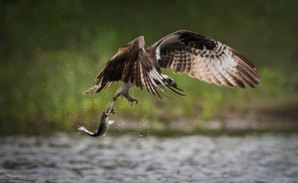 Osprey's Wild Catch by Xiaobing Tian — canvas wall art