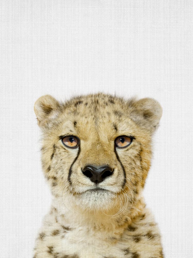 Adorable Cheetah Cub by Lila & Lola — canvas wall art