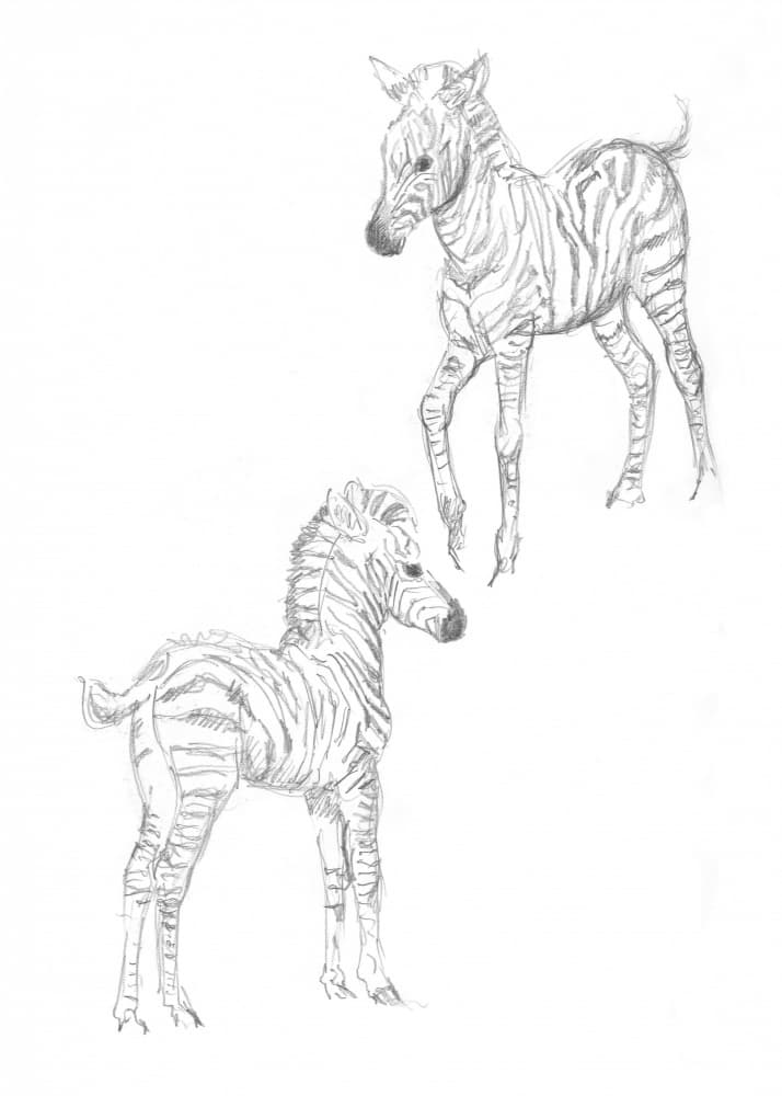 Zebra foals by Isabelle Brent — canvas wall art