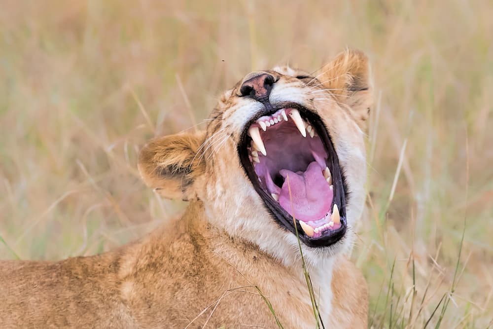 Yawning African Lioness by Jun Zuo — canvas wall art