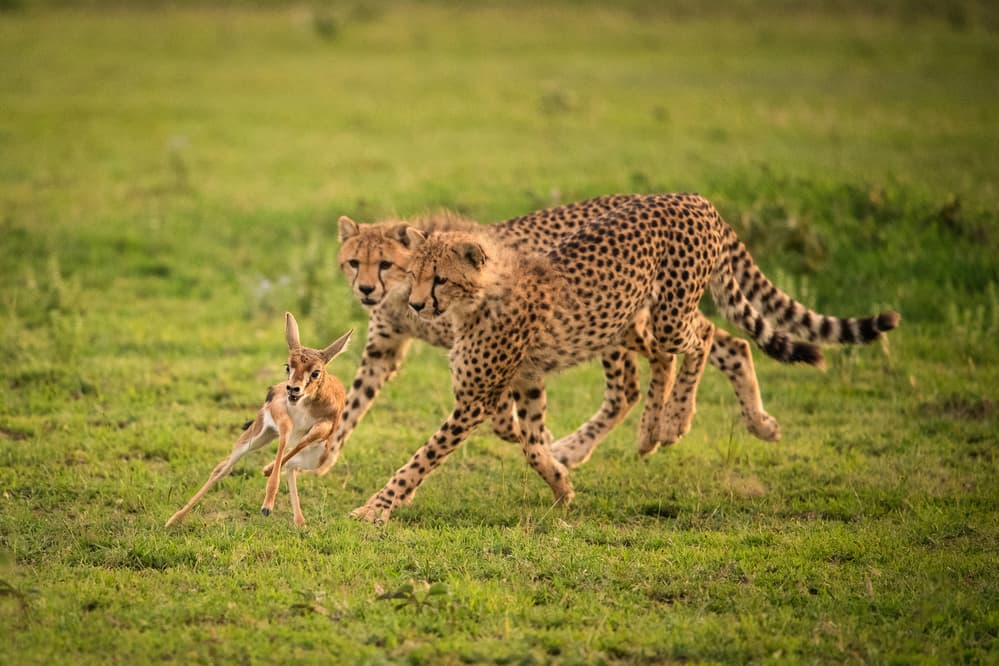 African Cheetah Chase by Mohammed Alnaser — canvas wall art