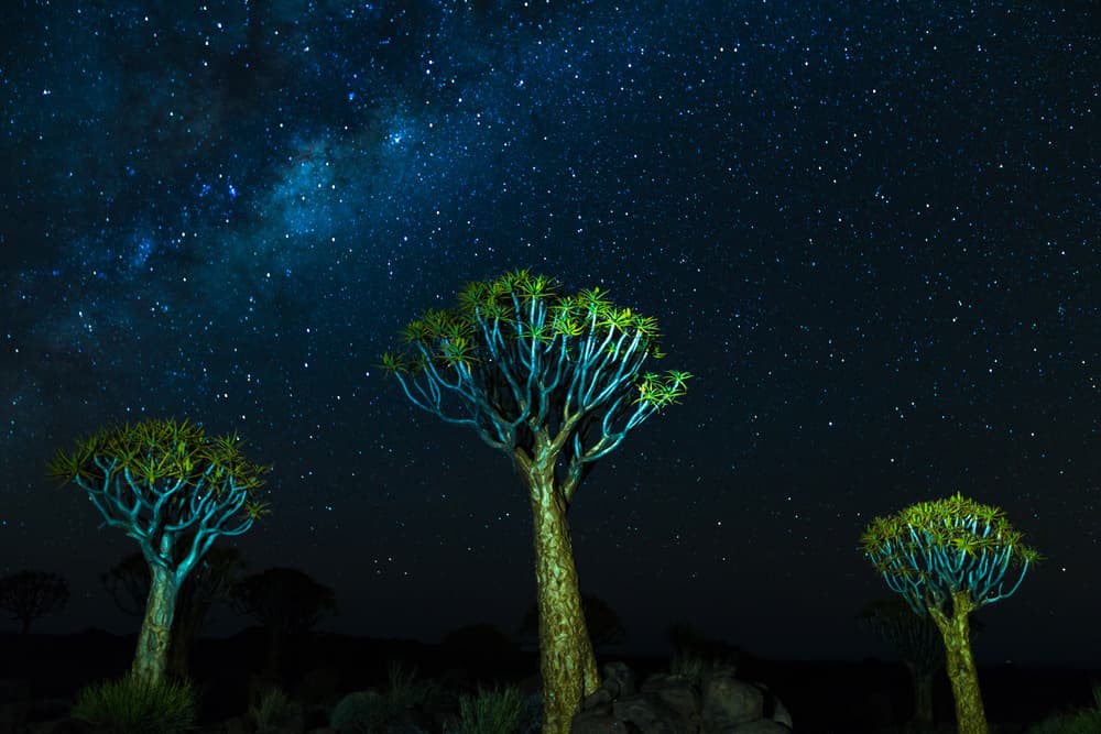 Quiver Tree Galaxy by Ali Khataw — canvas wall art