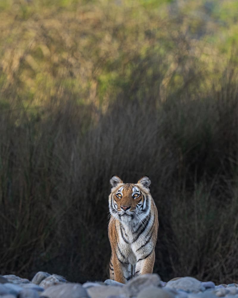 Majestic Wild Tiger by Yogesh Bhatia — canvas wall art