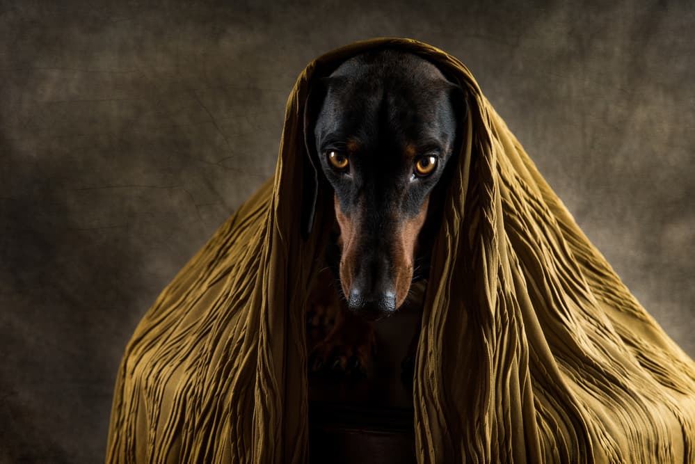 Dachshund Wrapped In Mystery by Heike Willers — canvas wall art