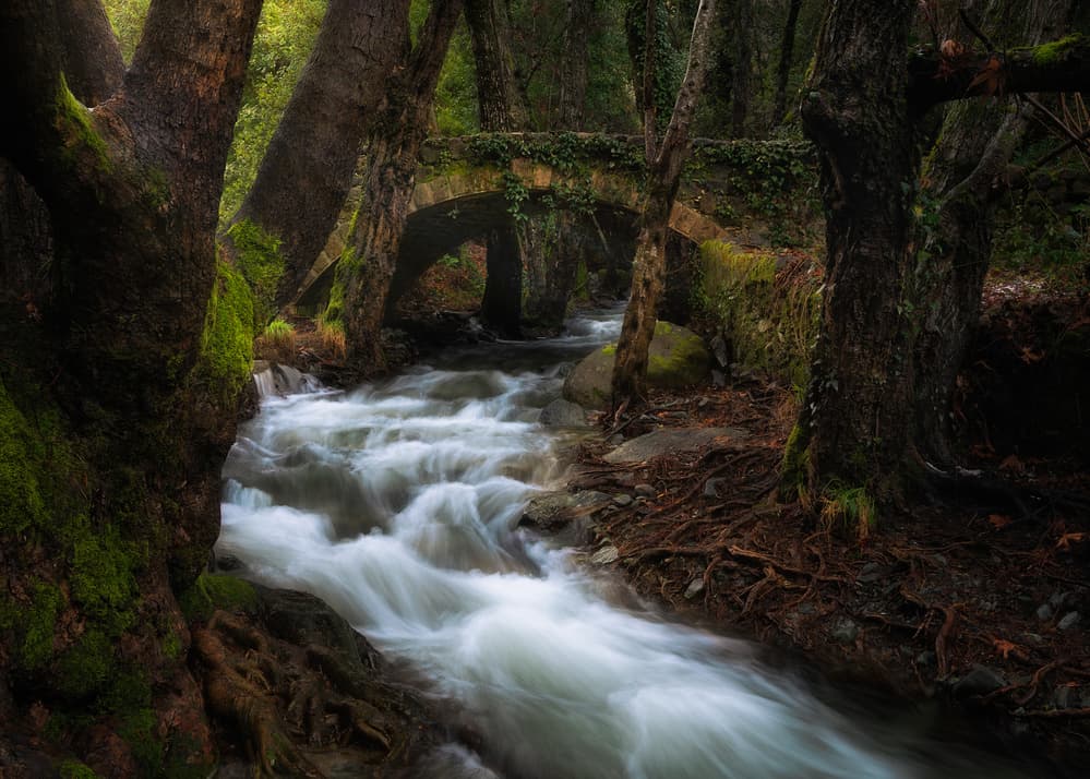 Enchanted Forest Bridge by Christos Zoumides — canvas wall art