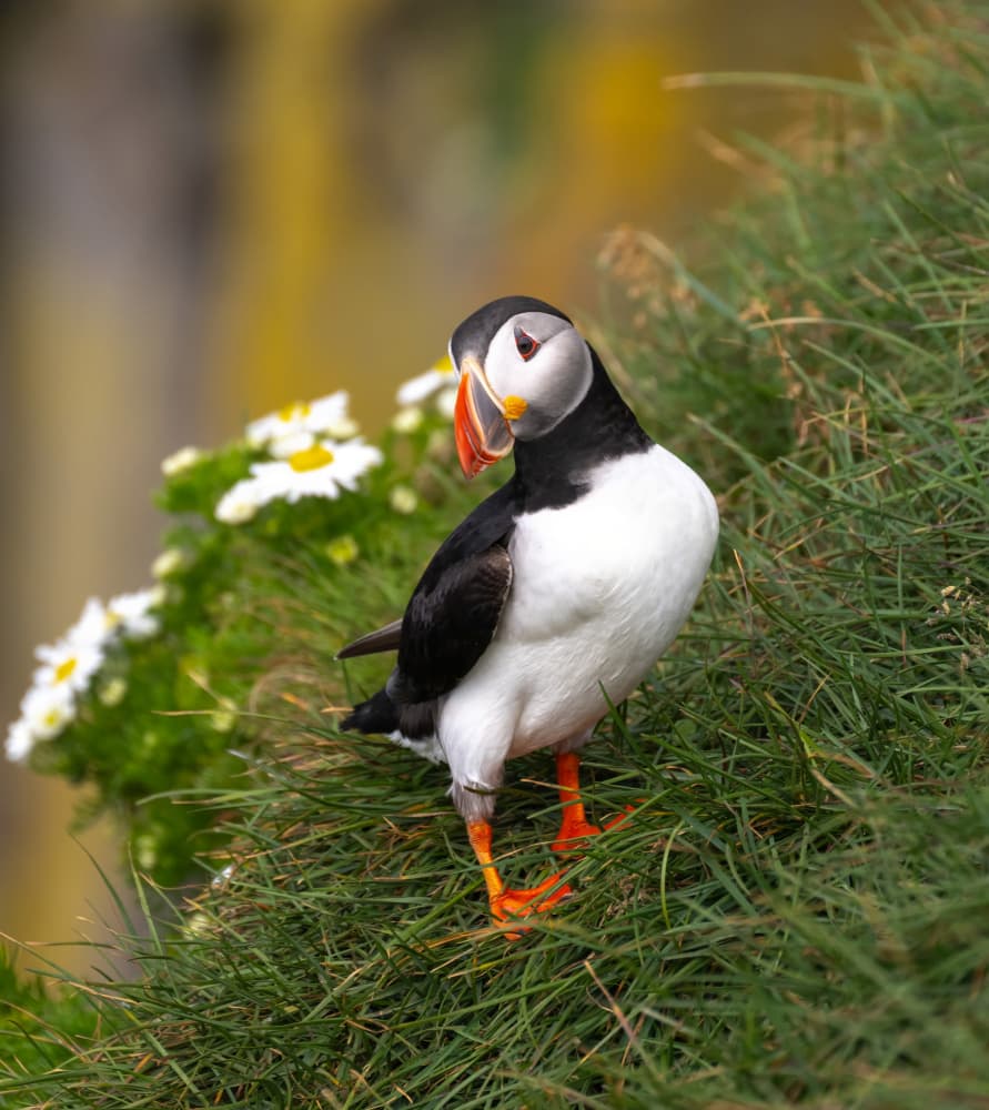 Puffin Among Summer Daisies by Tony Yu — canvas wall art