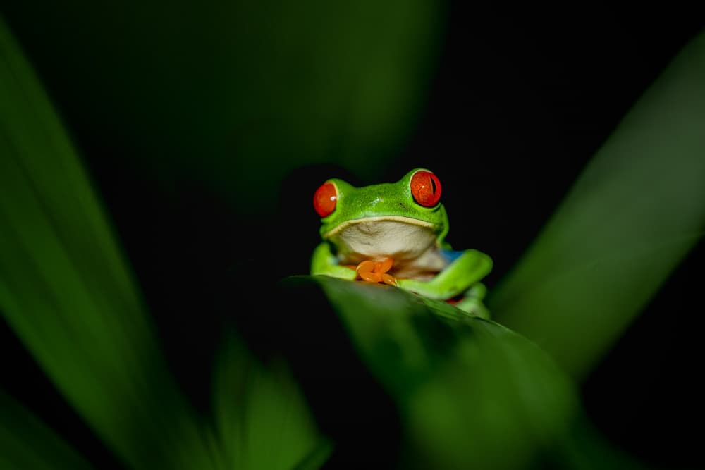 Red-Eyed Tree Frog by Siyu_Wei APA — canvas wall art