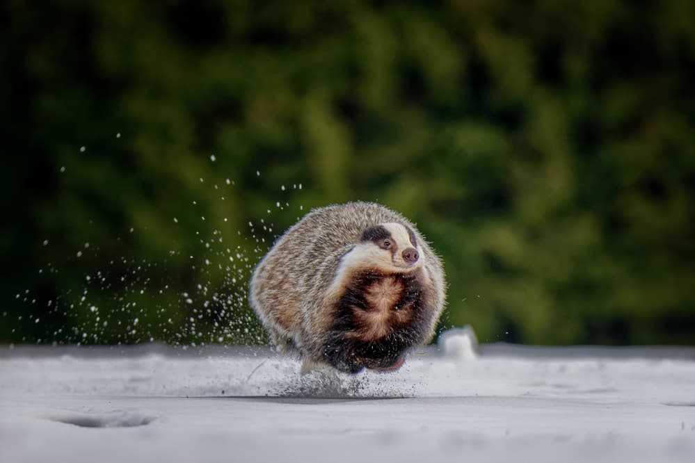 Badger Snow Sprint by Michaela Firešová — canvas wall art
