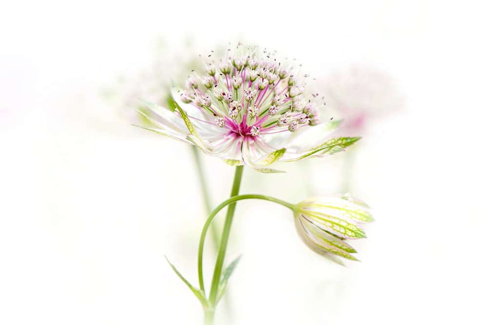 Soft Pink Bloom by Jacky Parker — canvas wall art