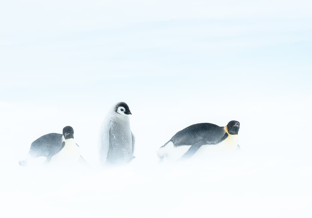 Penguin Chick In Snow by Liwen Tao — canvas wall art
