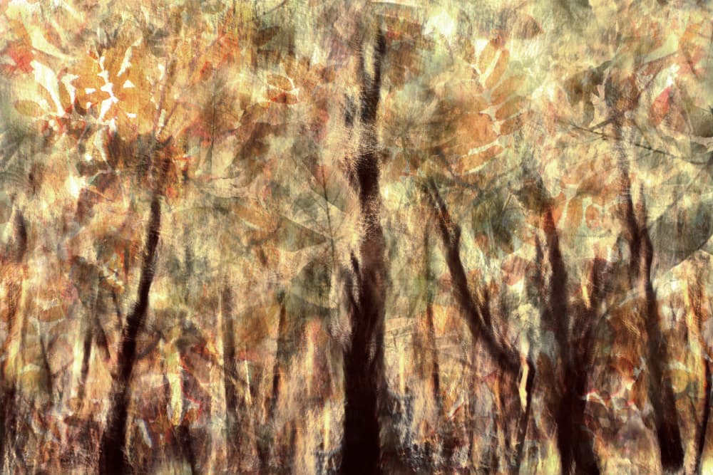 Golden Autumn Forest by Christina Sillen — canvas wall art