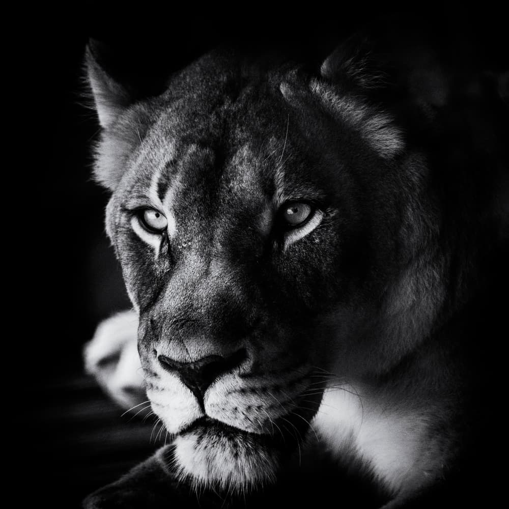 Intense Lioness Portrait by Jerry Berry — canvas wall art
