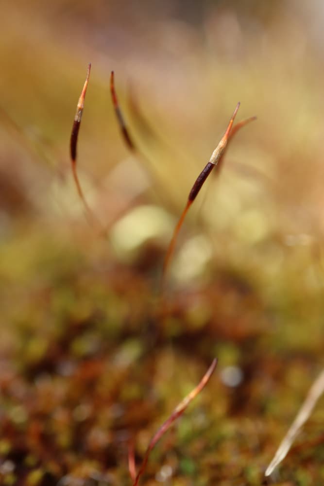 Warm Moss Sprouts by Rosana Laiz Blursbyai — canvas wall art