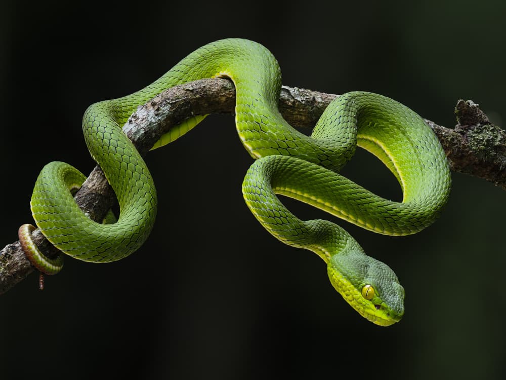 Emerald Green Snake by HuongHoang — canvas wall art