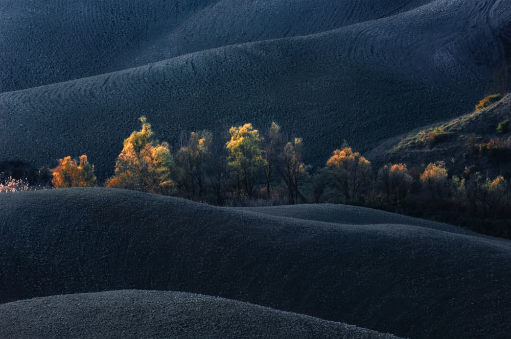 Dark Fields Golden Trees by Jure Kravanja — canvas wall art