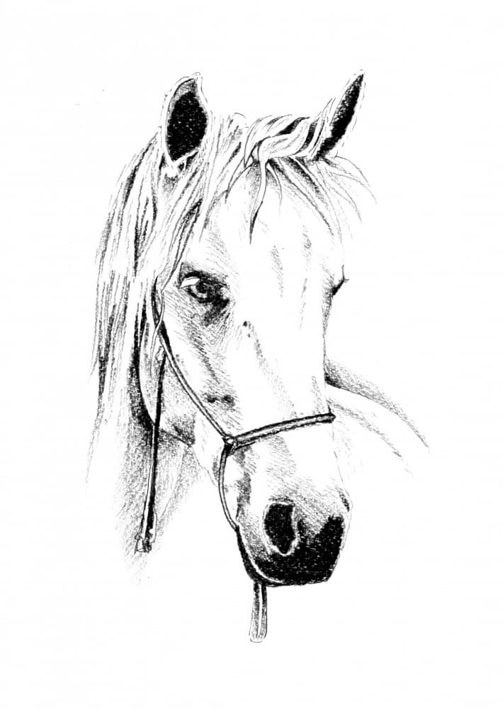 Noble Horse Portrait by Kulik — canvas wall art