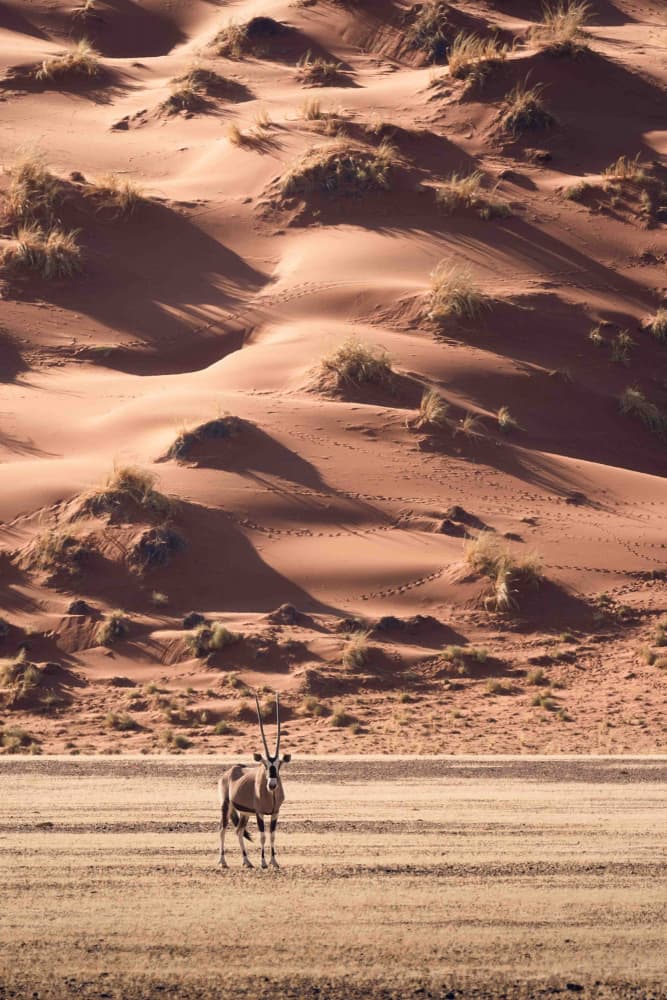 Oryx in Desert Dunes by Valentina Landucci — canvas wall art