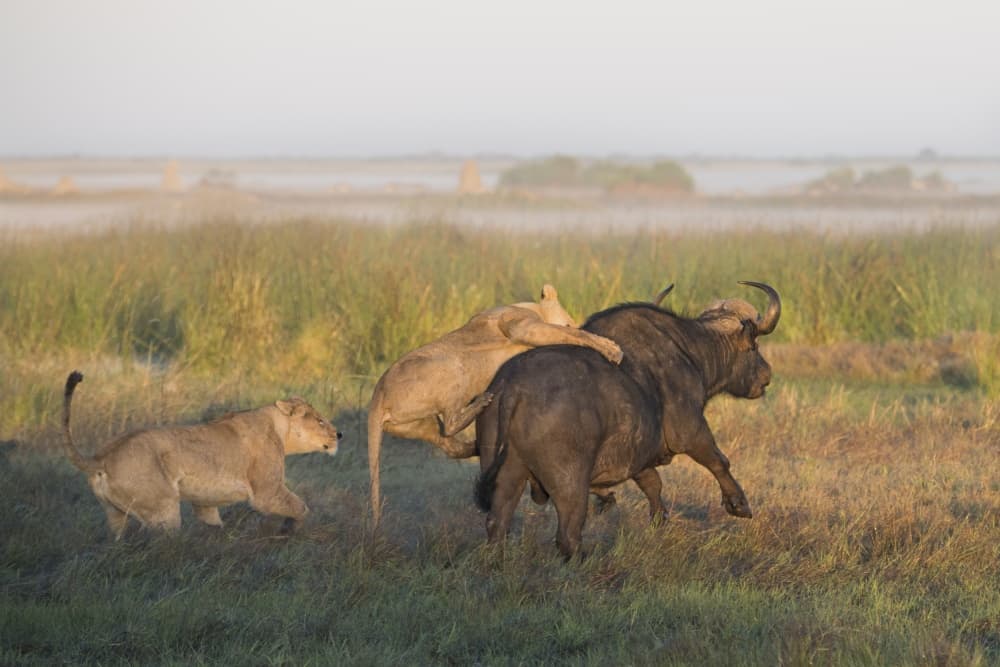 Lions Hunting Buffalo by Giulio Zanni — canvas wall art