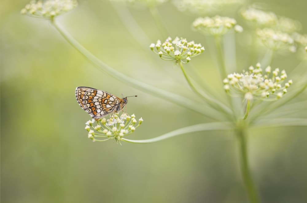Gentle Butterfly on Bloom by Roelof de Hoog — canvas wall art
