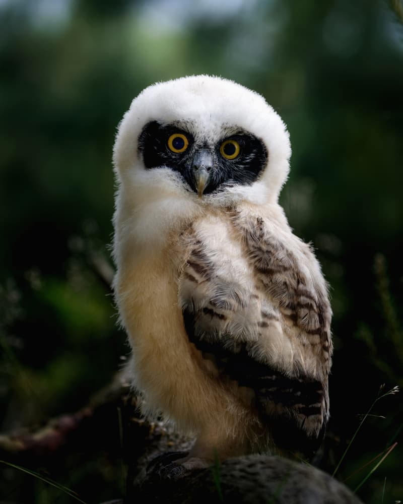 Watchful Owl Chick by Michaela Firešová — canvas wall art