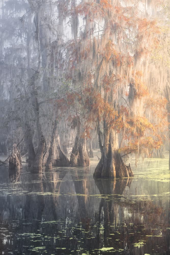 Misty Cypress Swamp by Roberto Marchegiani — canvas wall art