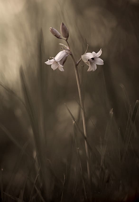 Delicate Meadow Blooms