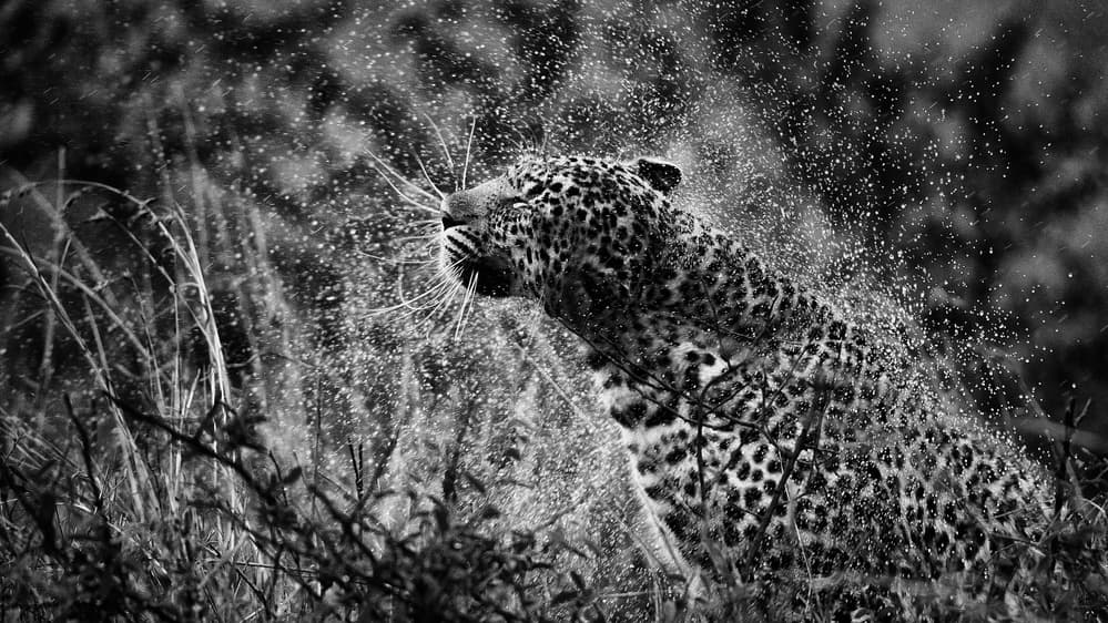 Wild Leopard Splash by Mohammed Alnaser — canvas wall art