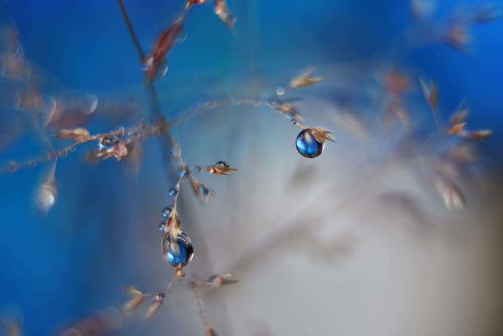 Glistening Blue Dewdrops by Heidi Westum — canvas wall art