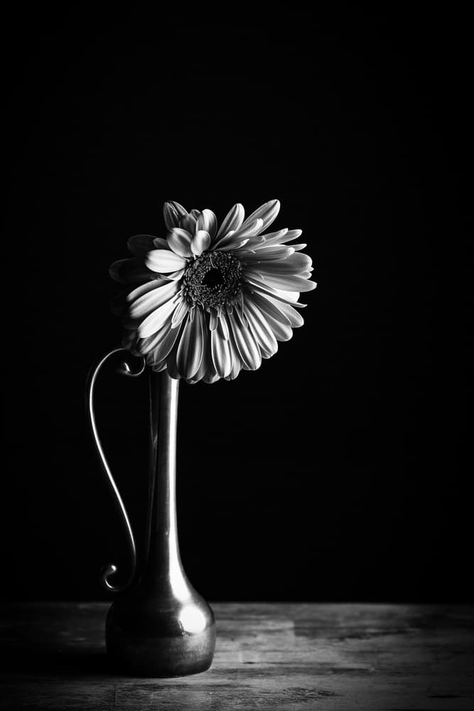 Monochrome Gerbera Bloom by Dusan Ljubicic — canvas wall art