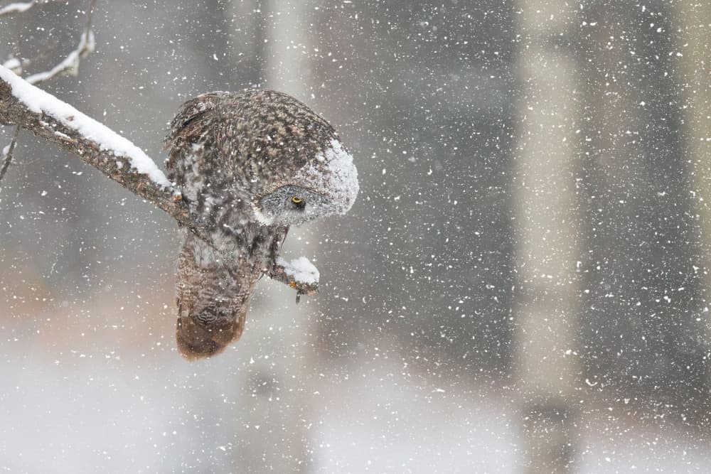 Great Gray Owl in Snow by Jun Zuo — canvas wall art