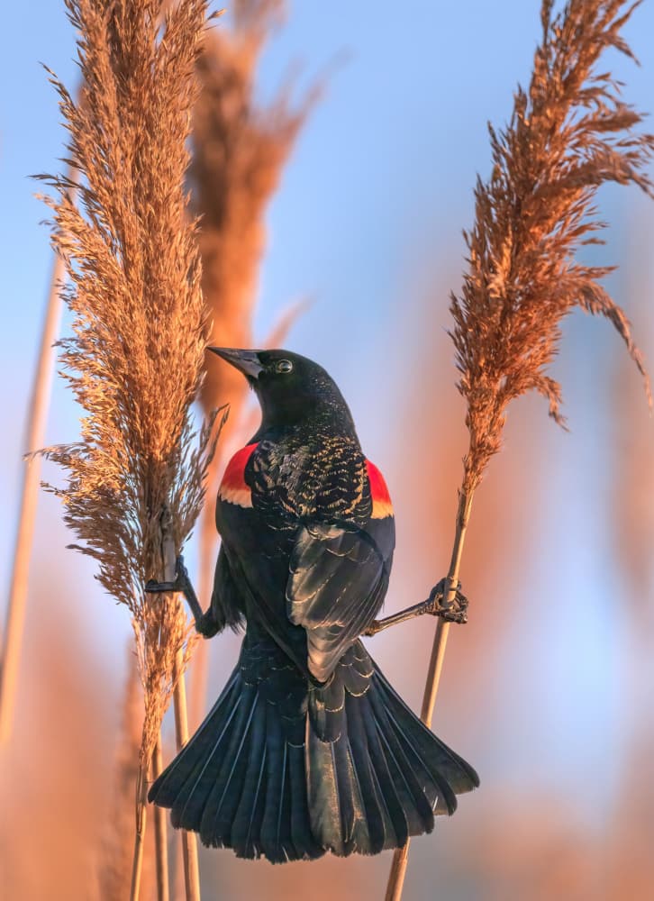Redwing in Golden Reeds by Deming W — canvas wall art