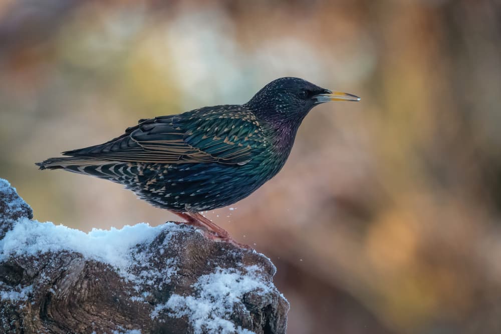 Glistening Winter Starling by Ytje Veenstra — canvas wall art