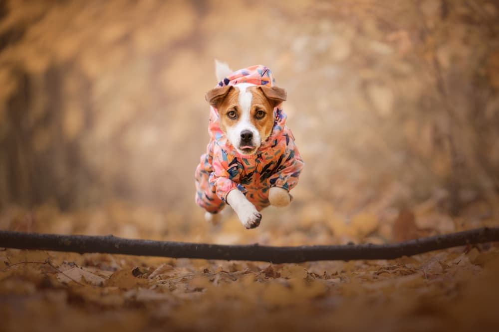 Playful Puppy Jump by Dmitry Razr — canvas wall art