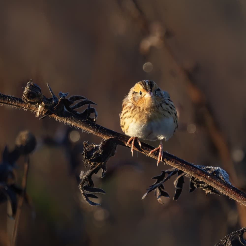 Frosty Morning Sparrow by Yi Pan — canvas wall art