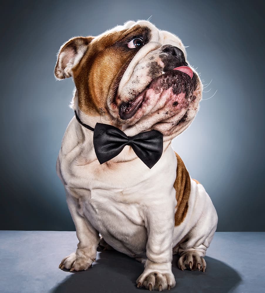 Bulldog In A Bow Tie by Moshe Nachumovich — canvas wall art