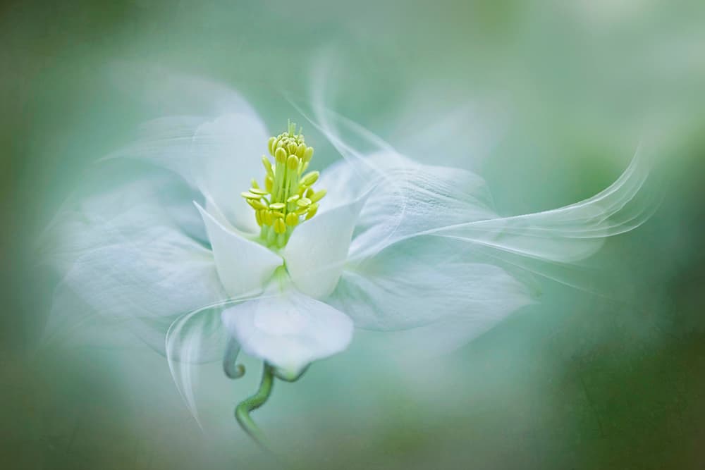 Soft Dreamy Flower by Jacky Parker — canvas wall art
