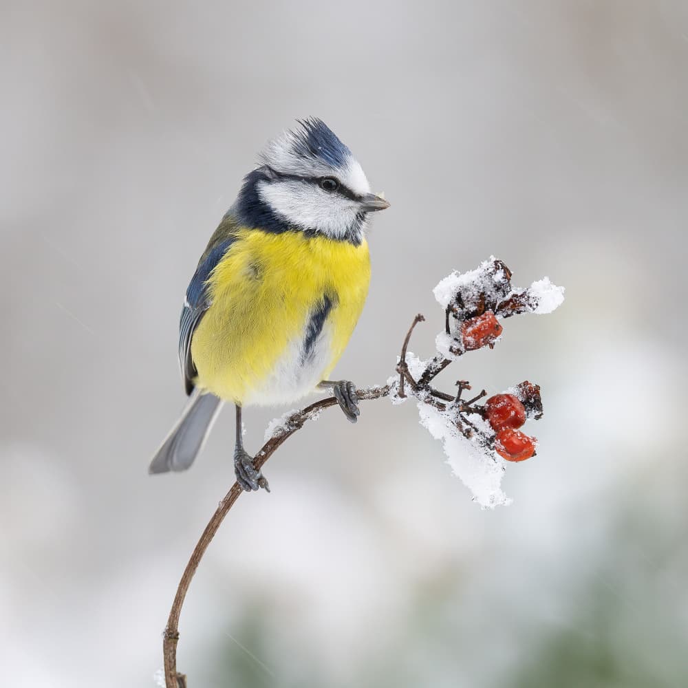 Winter in Holland. by Annie Keizer — canvas wall art