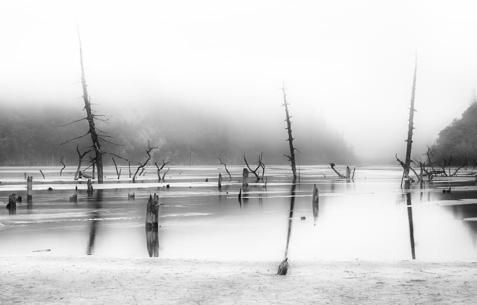 Misty Lake Dead Trees by Nicolas Marino — canvas wall art