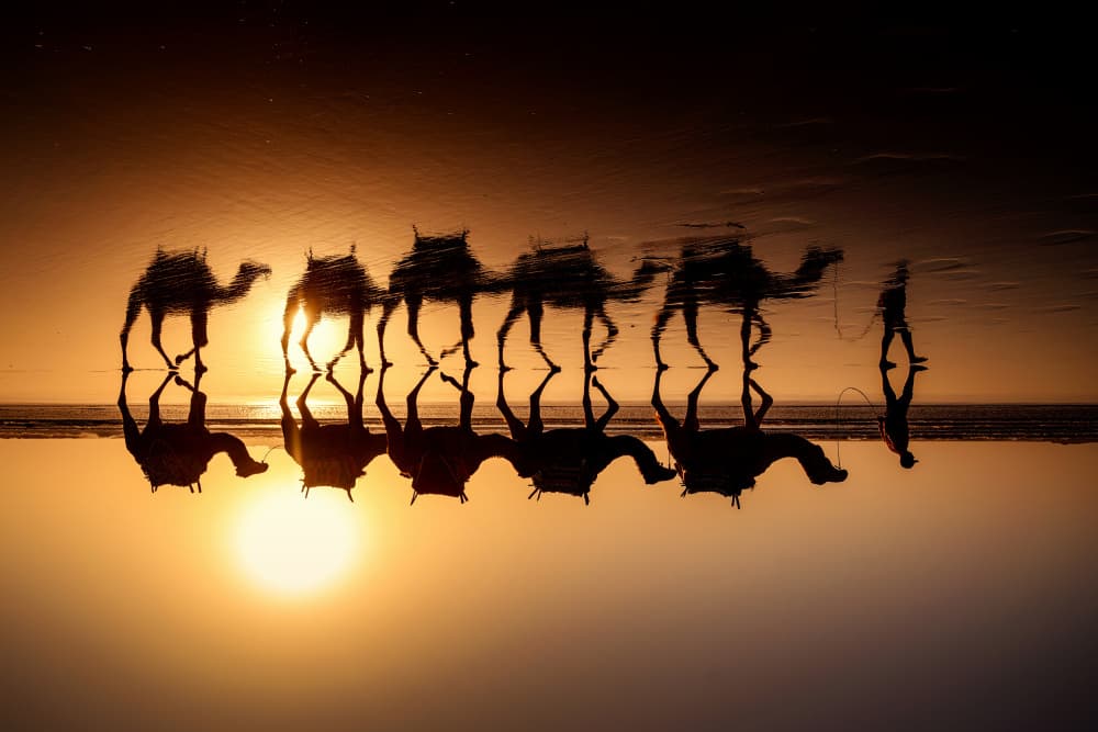 Camel Train Sunset Reflection by Gina Buliga — canvas wall art