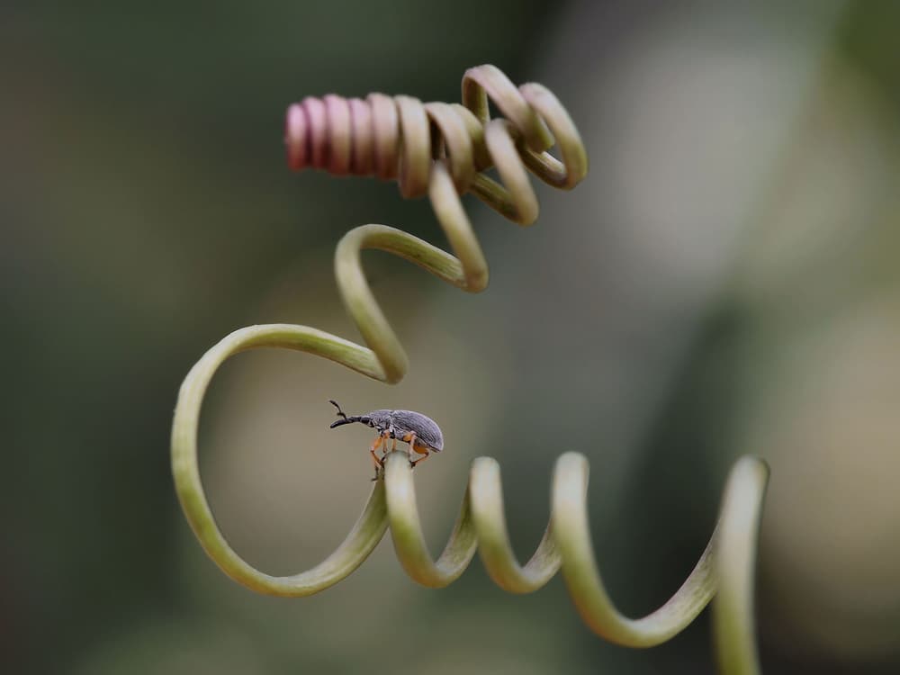 Curious Beetle Climbing by Thierry Dufour — canvas wall art