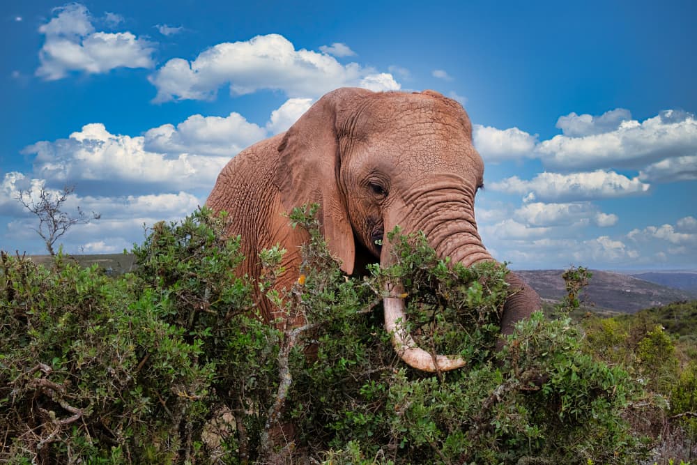 Majestic Elephant Safari by Dan Edwards — canvas wall art