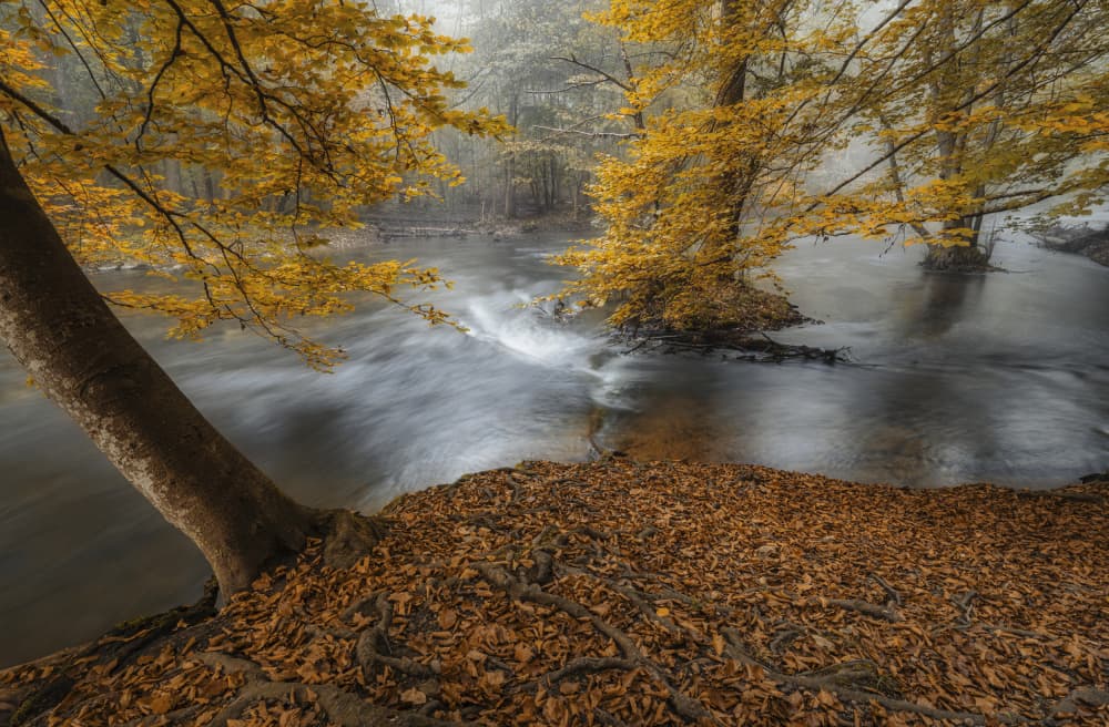 Misty Autumn River by Norbert Maier — canvas wall art