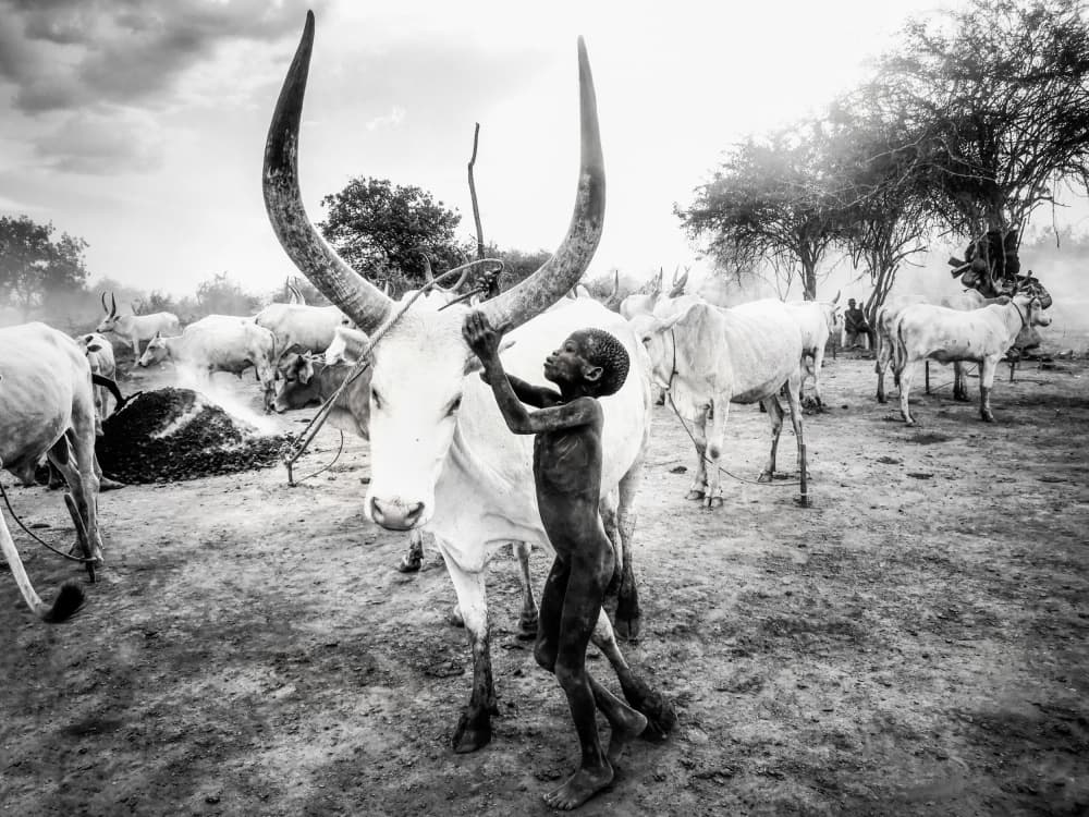 Dinka Boy and His Cattle by Svetlin Yosifov — canvas wall art